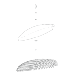 The seed aggregated vertically on the host surface using Rhino.