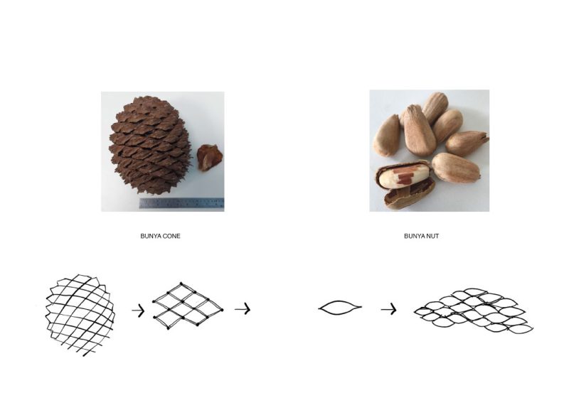 The female Bunya cone’s phyllotaxis and seed geometry synthesised into a single repeatable module, forming the foundational “seed” of the system.