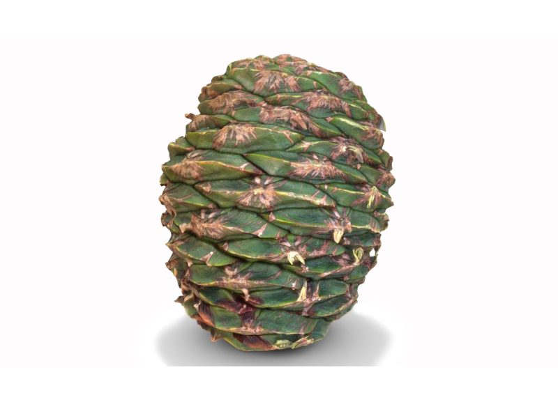 bunya-bunya-cone.thumb_-1280x800